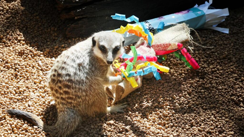 Perth Zoo animals go wild for Easter treats as keepers swap chocolate for enrichment enjoyable | UNW