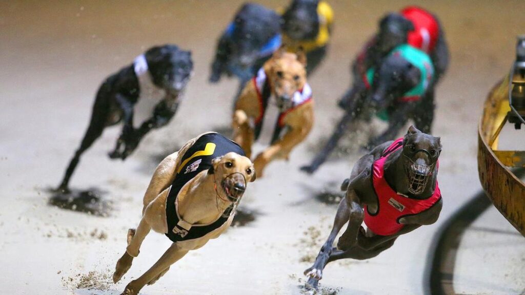 ‘On edge’: vote imminent on greyhound racing’s future | UNW