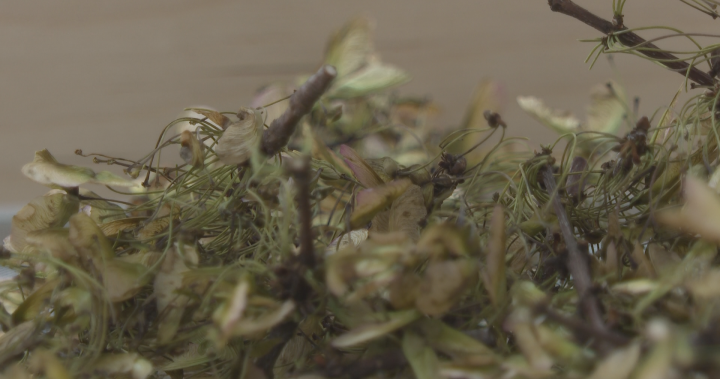 Why Canadian seeds are on their method to the moon with Artemis II – New Brunswick | UNW