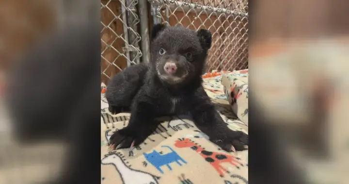 Orphaned bear cubs rescued on Vancouver Island after mother discovered lifeless | UNW